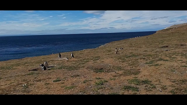 Magellanic Penguin - ML612600533