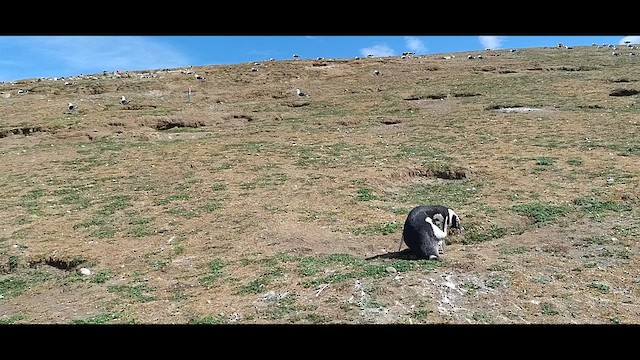 Magellanic Penguin - ML612600536