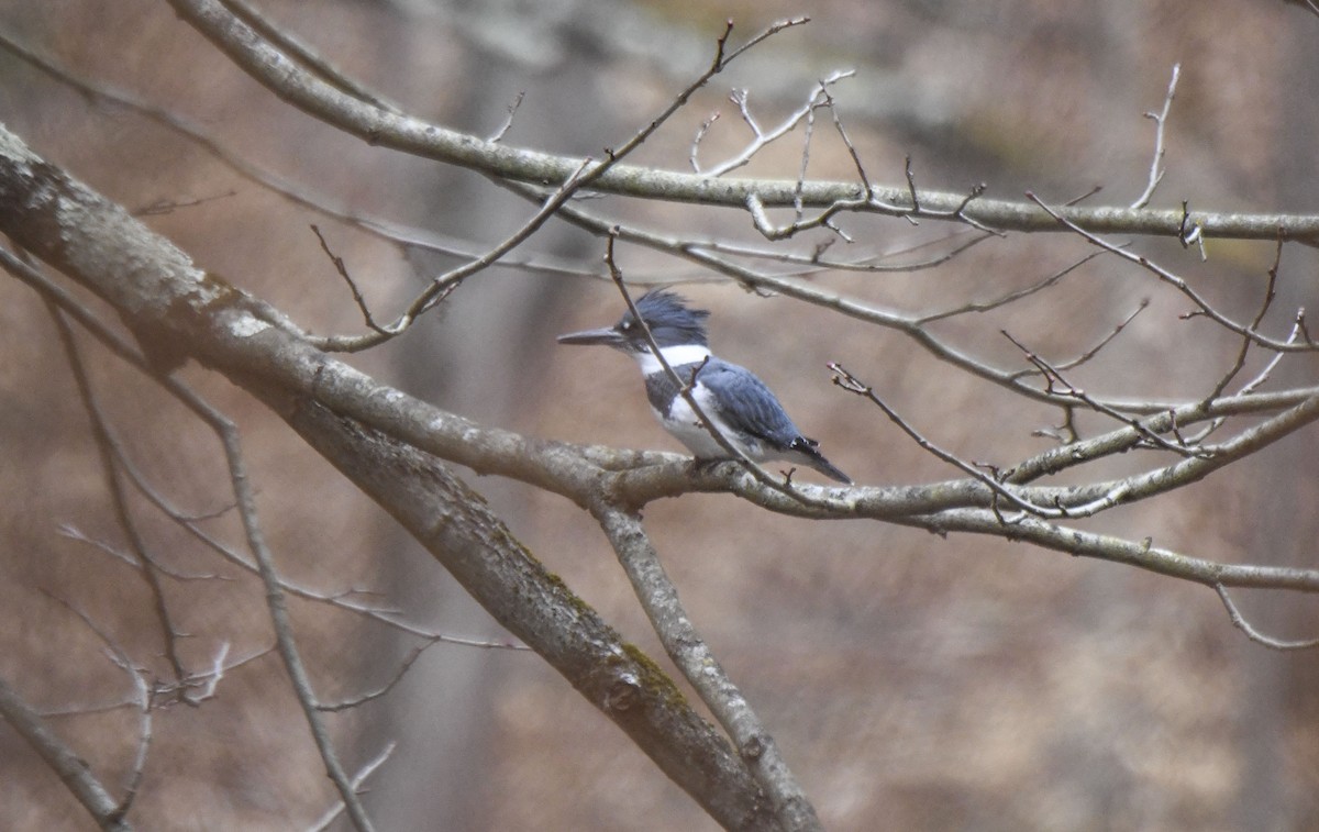 Belted Kingfisher - ML612600537