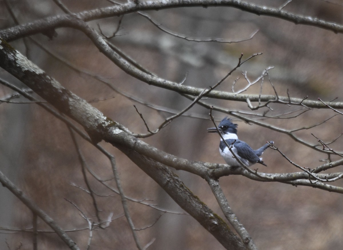 Belted Kingfisher - ML612600538