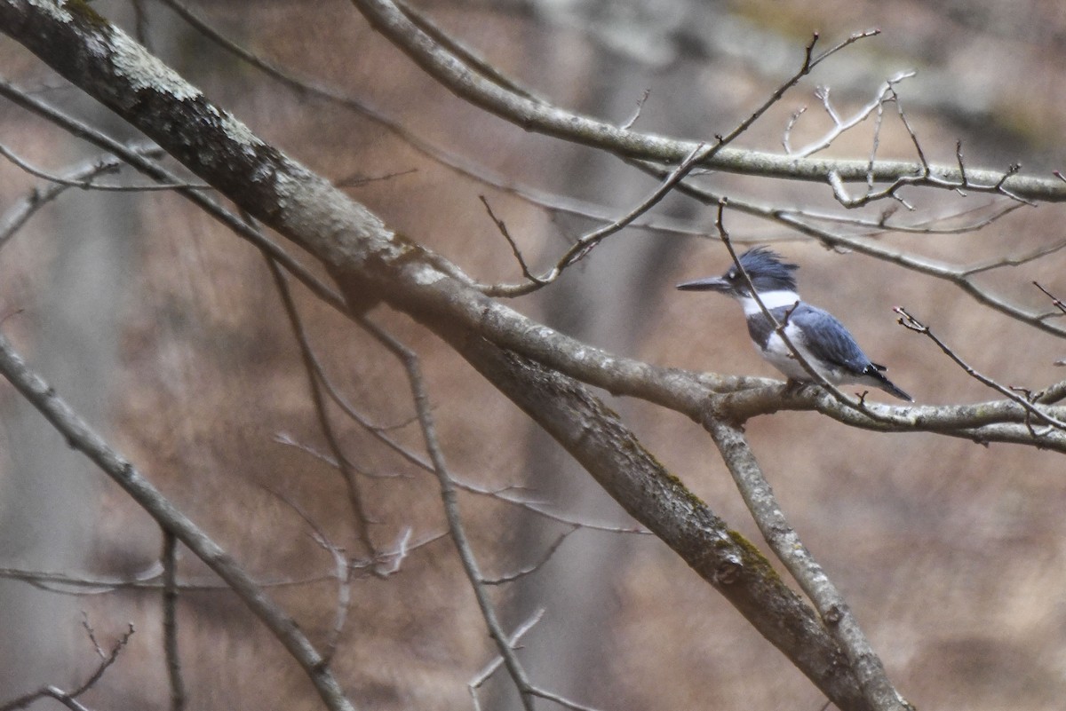 Belted Kingfisher - ML612600539