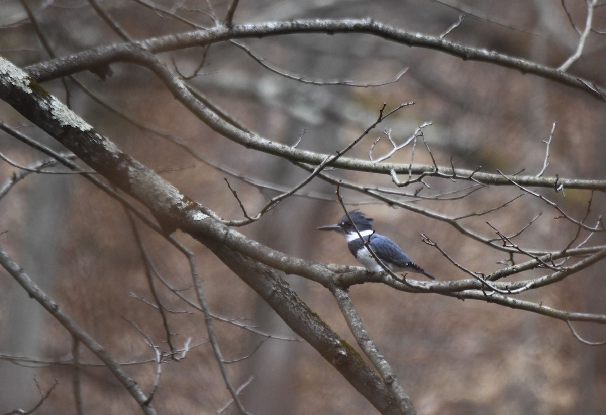 Belted Kingfisher - ML612600540