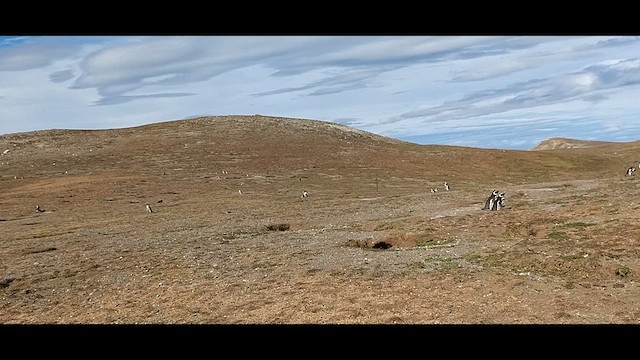 Magellanic Penguin - ML612600545