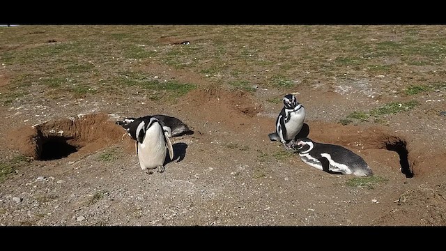 Pingüino Magallánico - ML612600546