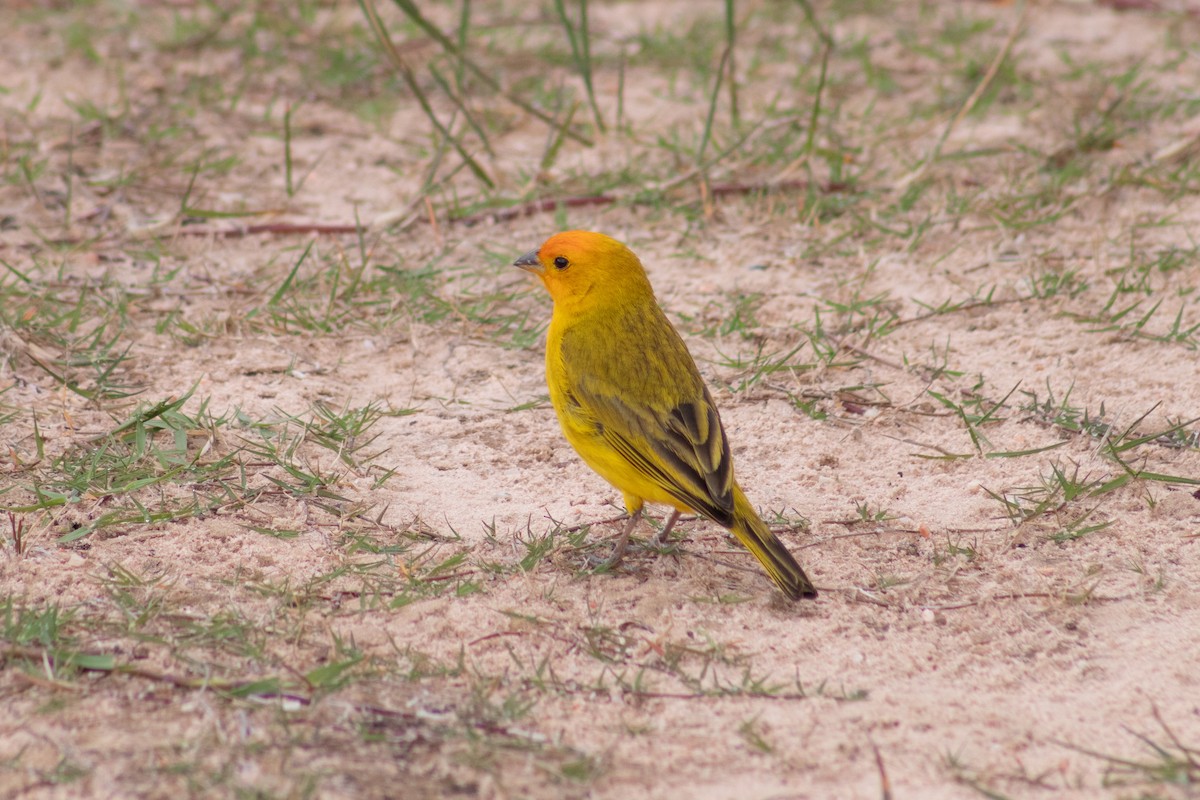 Saffron Finch - Leandro Souza