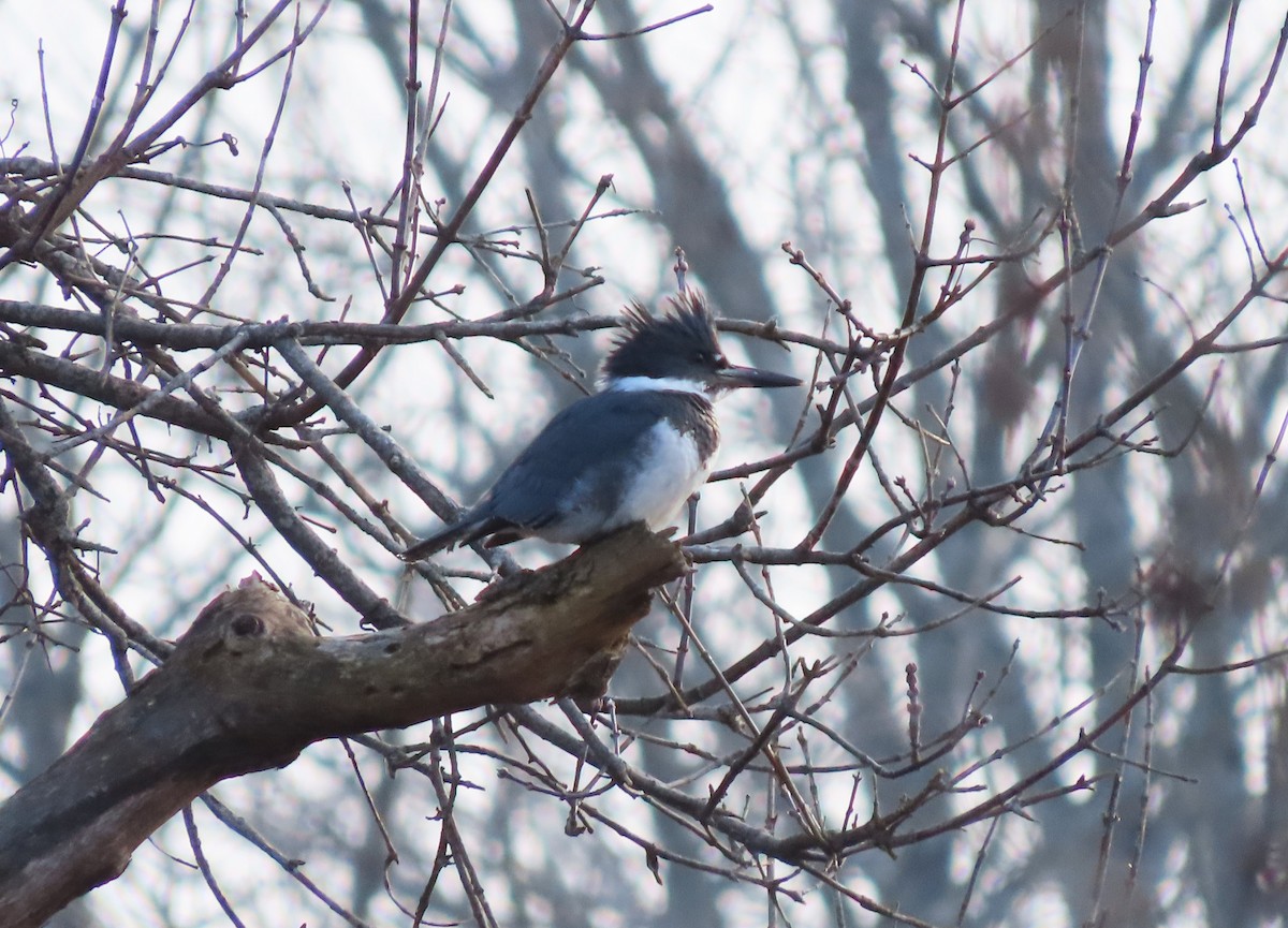 Belted Kingfisher - ML612600574