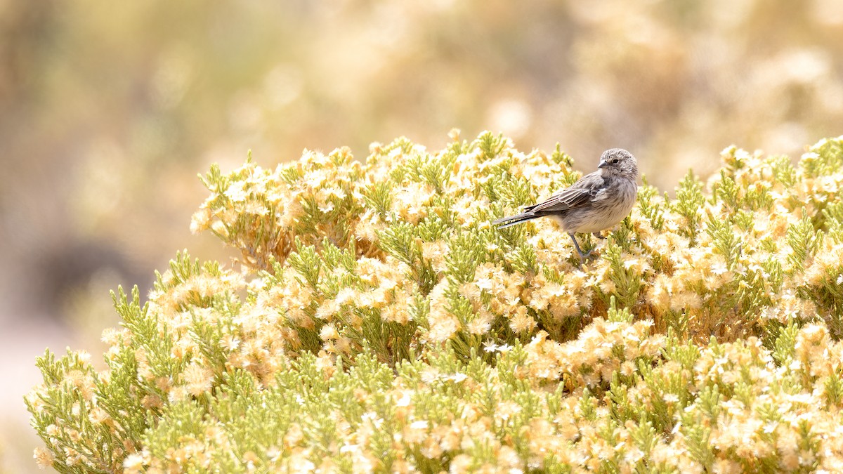 Ash-breasted Sierra Finch - ML612600613