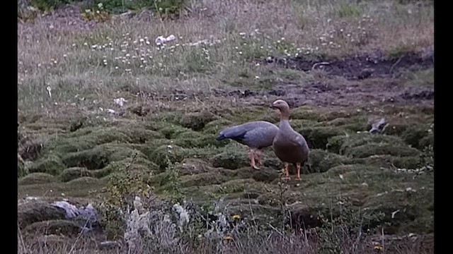 Ruddy-headed Goose - ML612600632