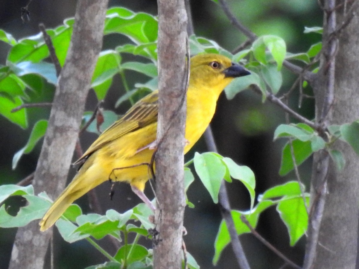 Holub's Golden-Weaver - ML612600668