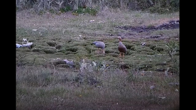 Ruddy-headed Goose - ML612600672