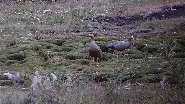Ruddy-headed Goose - ML612600676