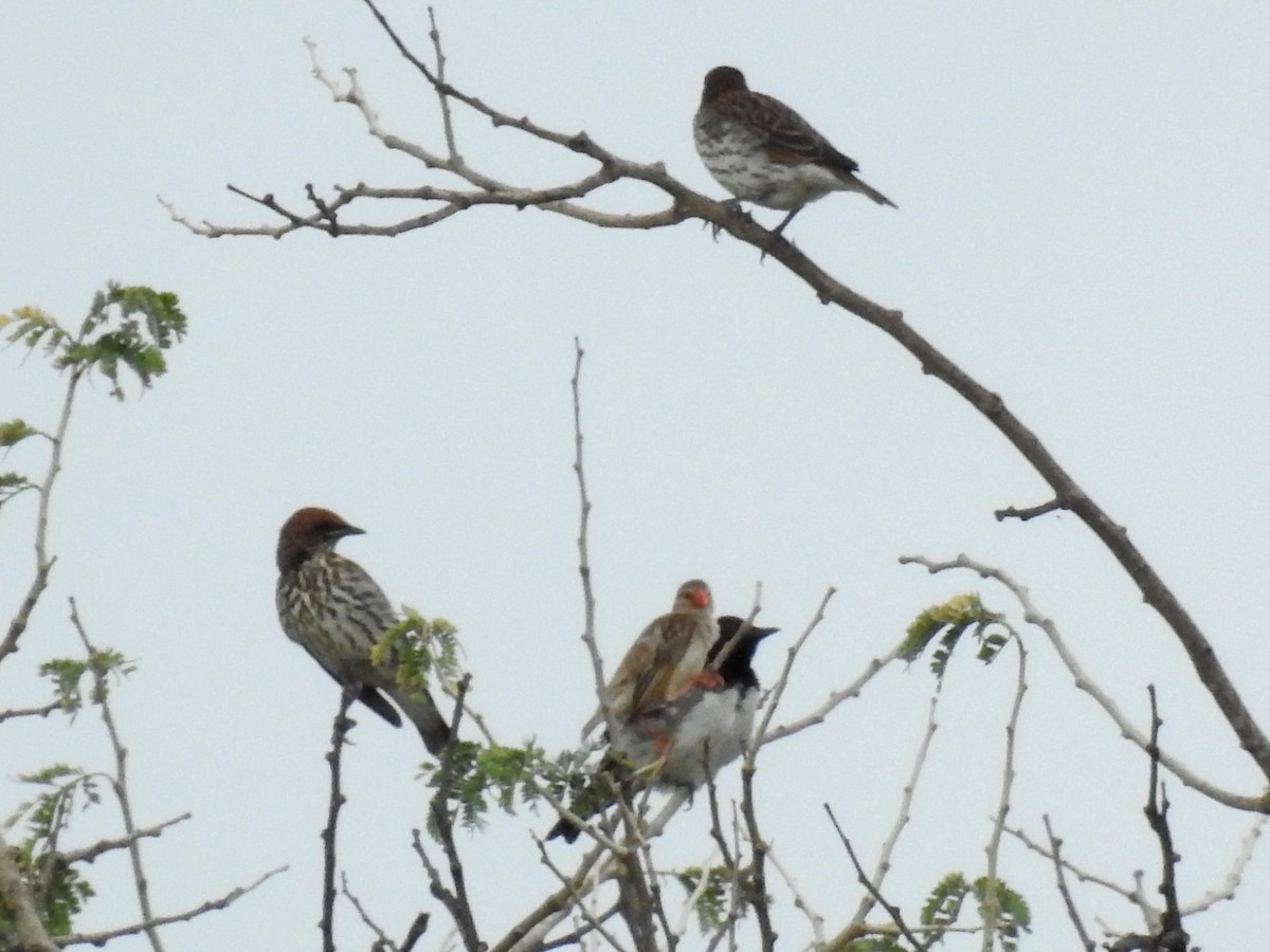 Violet-backed Starling - ML612600692