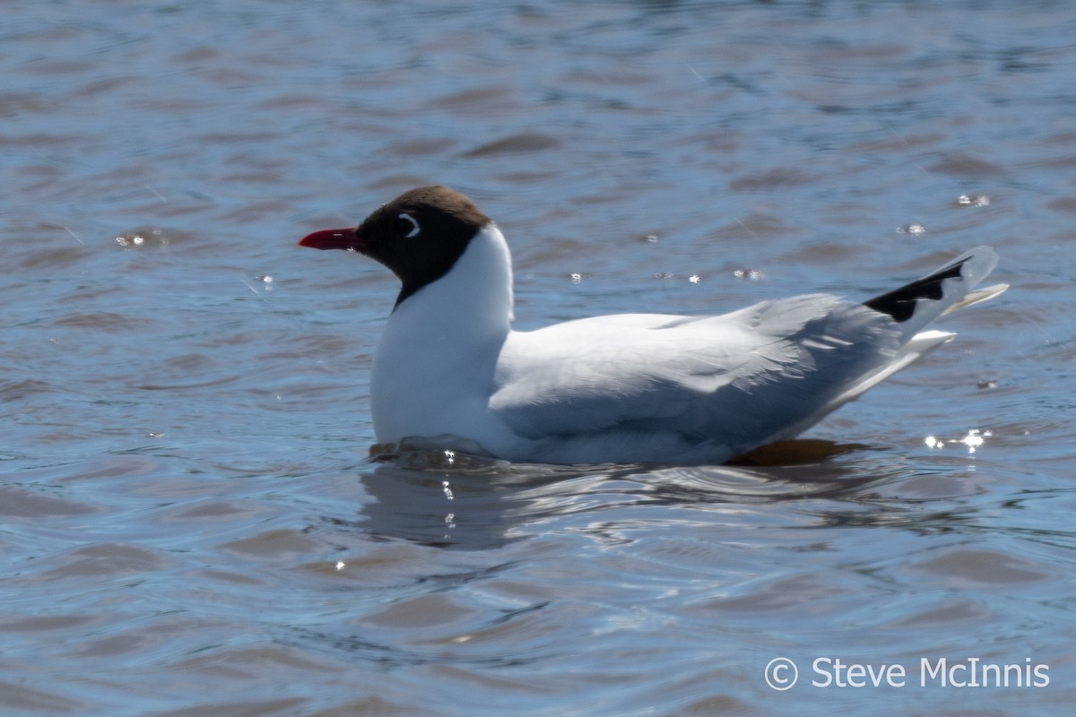 Brown-hooded Gull - ML612600711