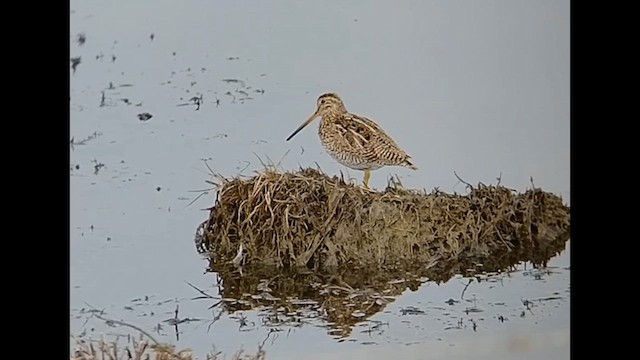 Magellanic Snipe - ML612600722