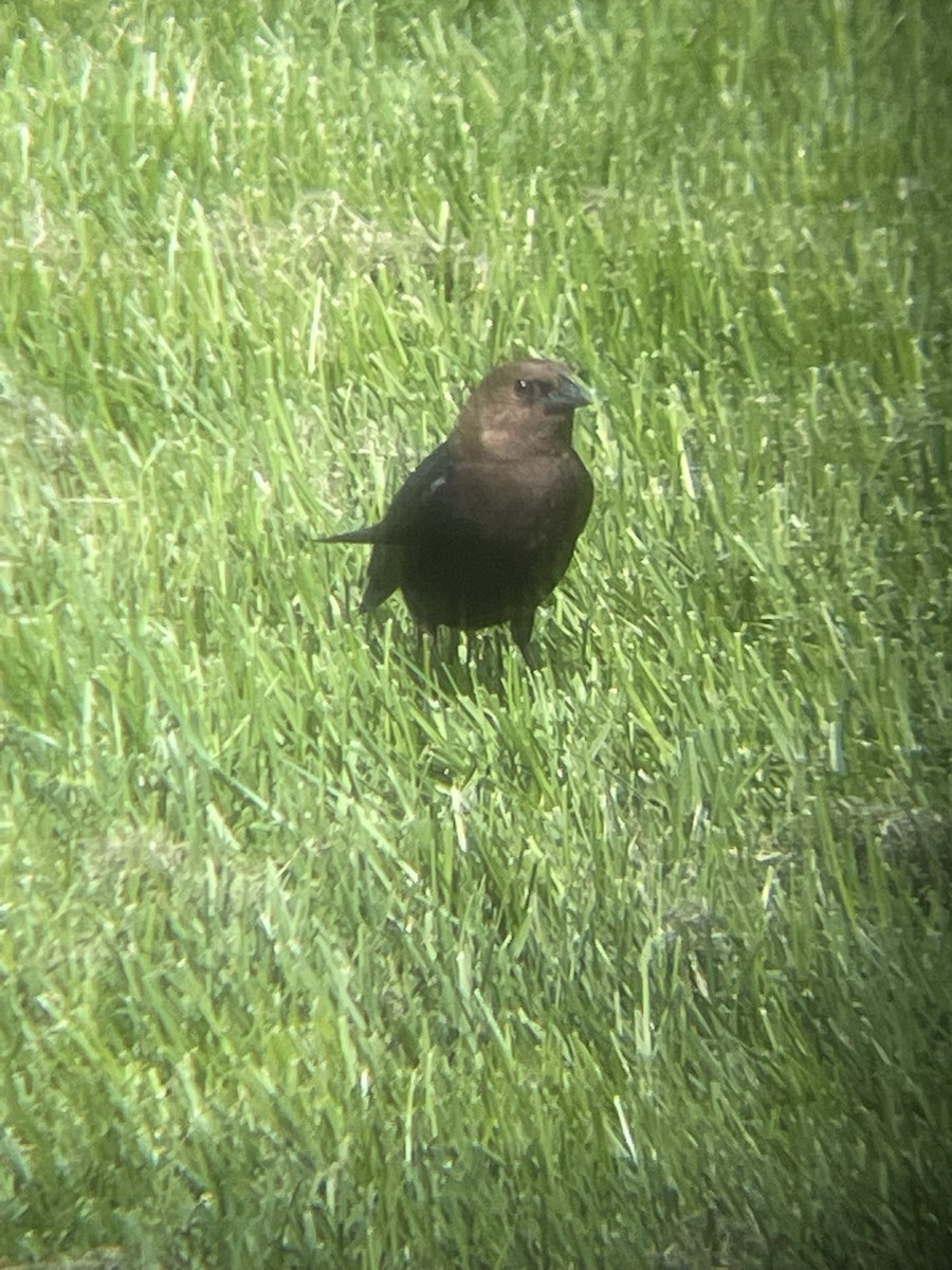 Brown-headed Cowbird - ML612600723