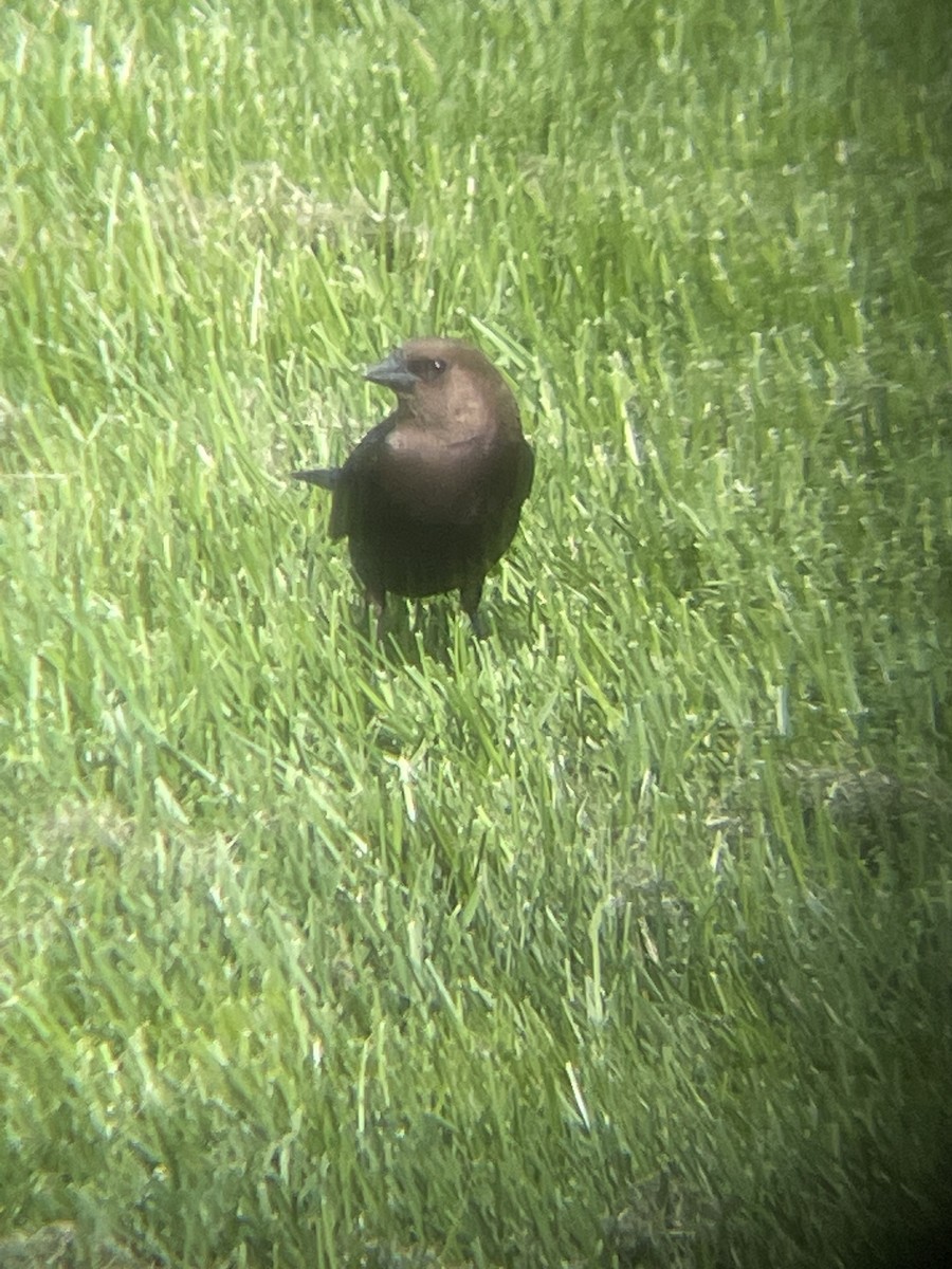 Brown-headed Cowbird - ML612600724