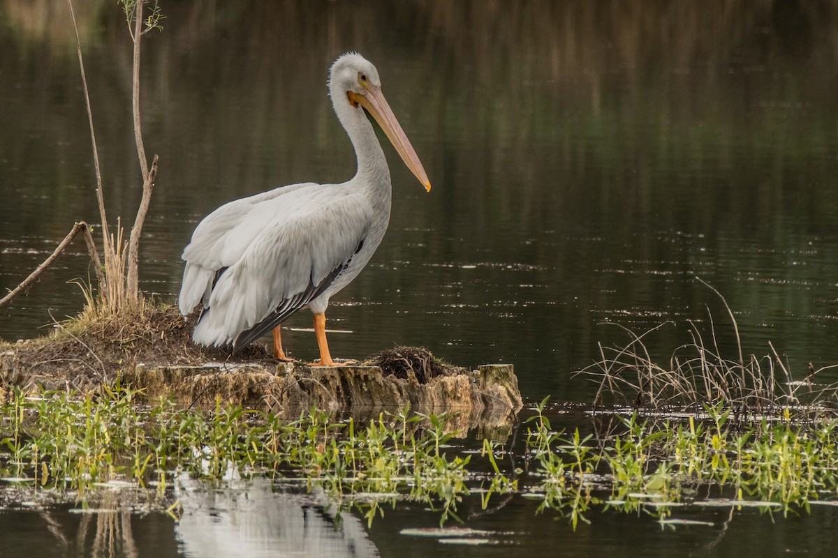 American White Pelican - ML612600844