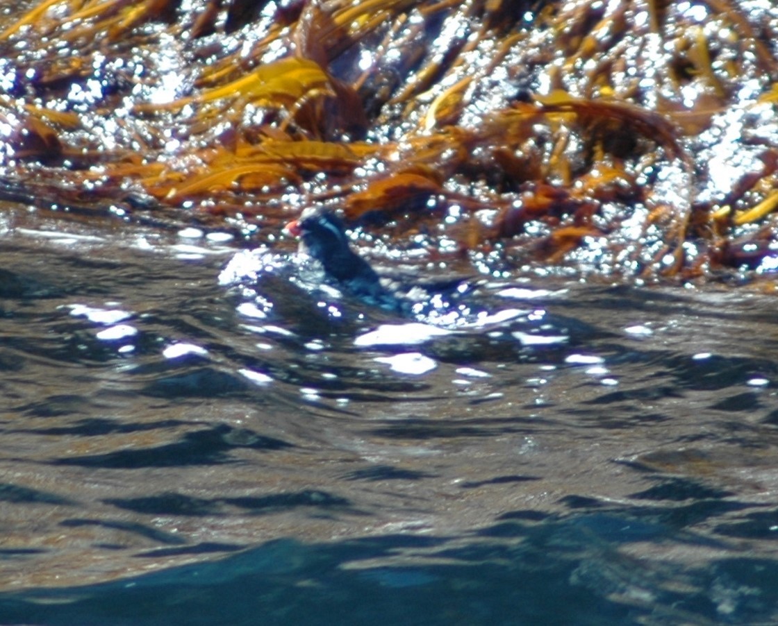 Parakeet Auklet - Peter Billingham