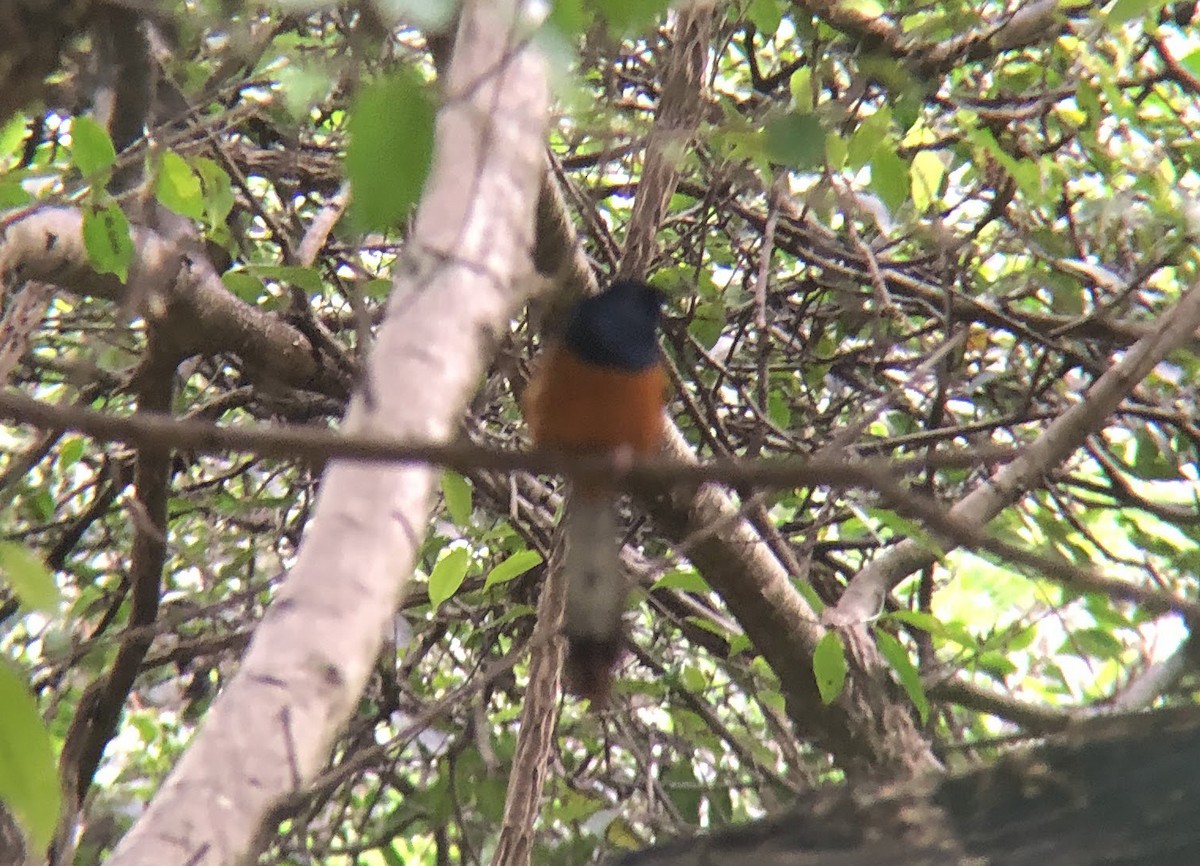 White-rumped Shama - ML612600912