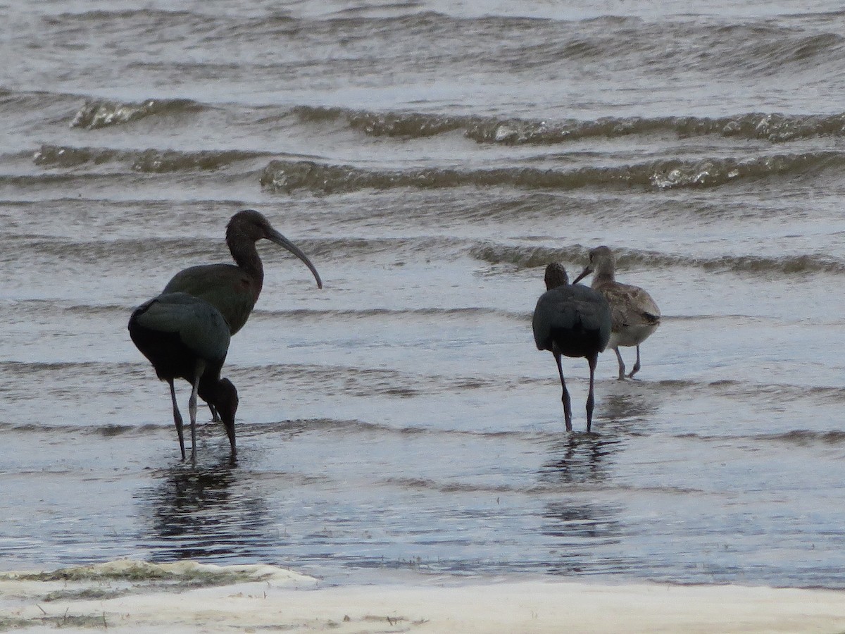 Ibis à face blanche - ML612601000