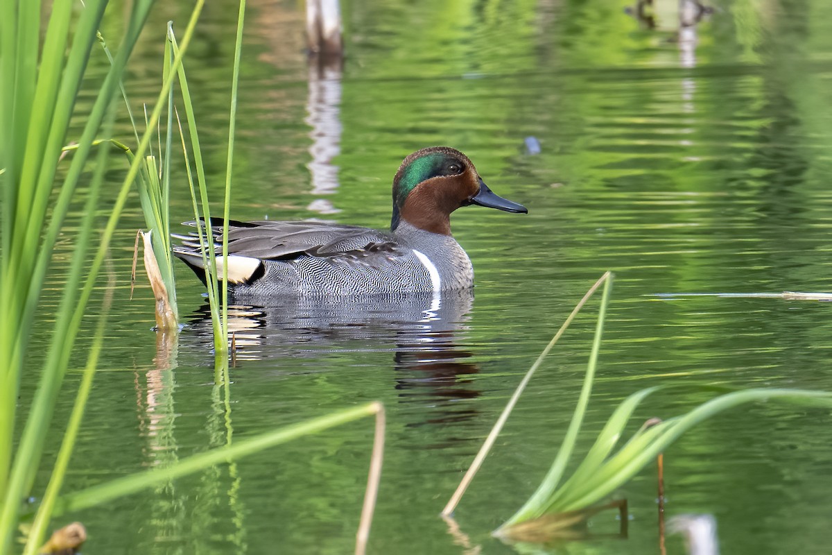 Green-winged Teal - ML612601048