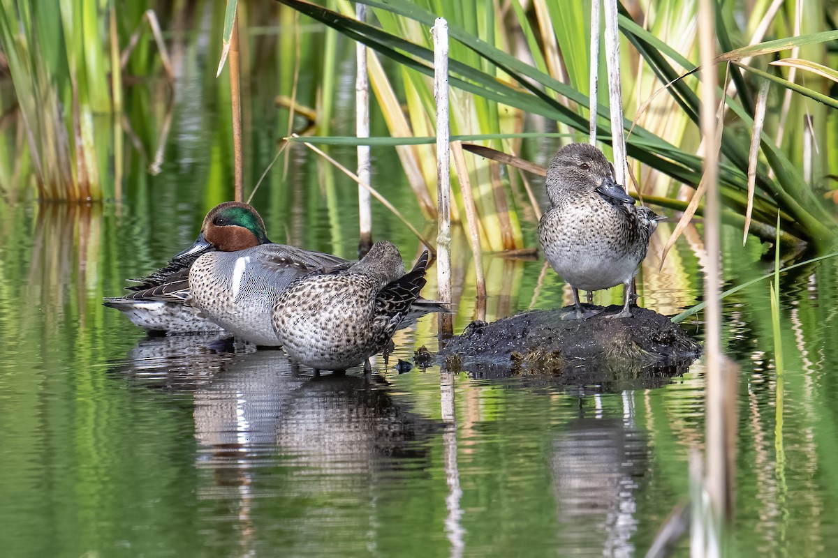 Green-winged Teal - ML612601049