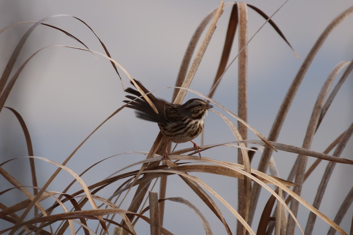 Song Sparrow - Kevin Brown