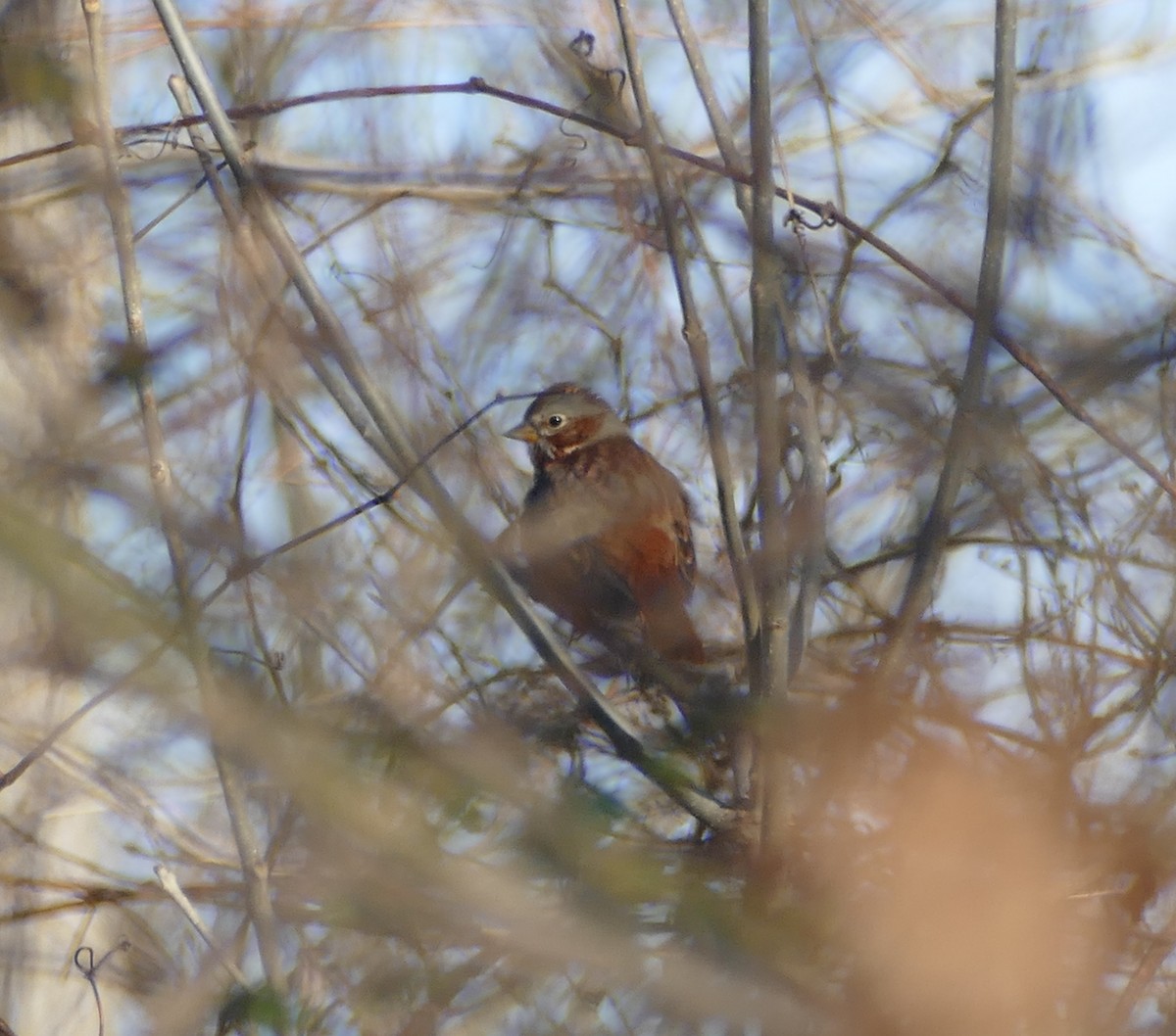 Fox Sparrow - ML612601322