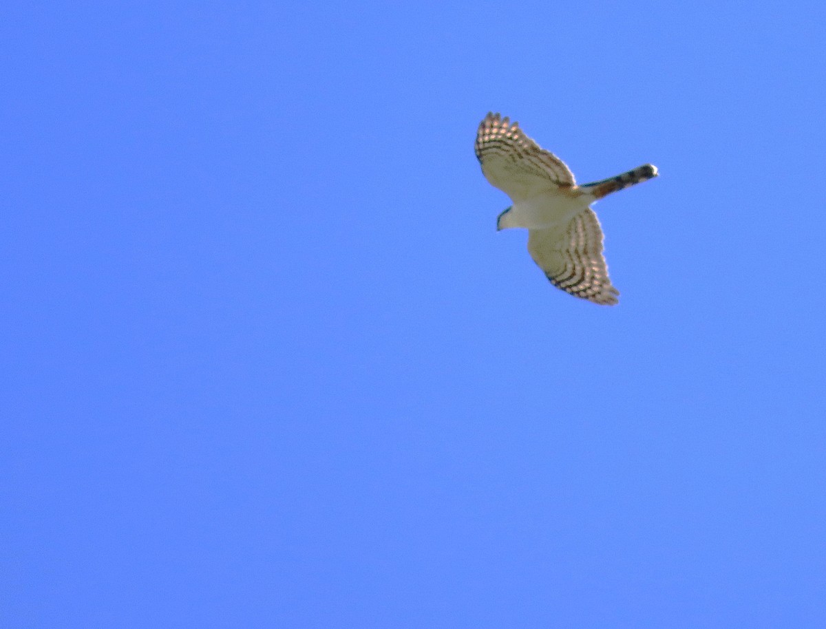 Sharp-shinned Hawk (White-breasted) - ML612601336