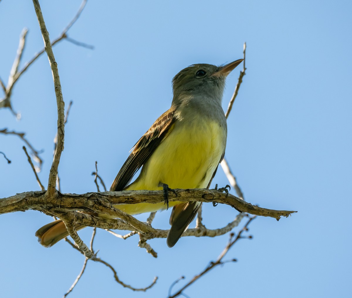 Great Crested Flycatcher - ML612601426