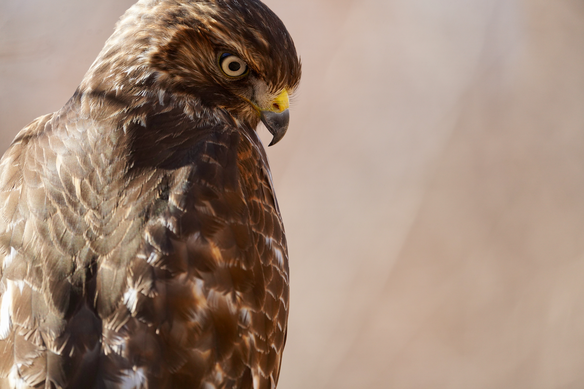Red-shouldered Hawk - ML612601434
