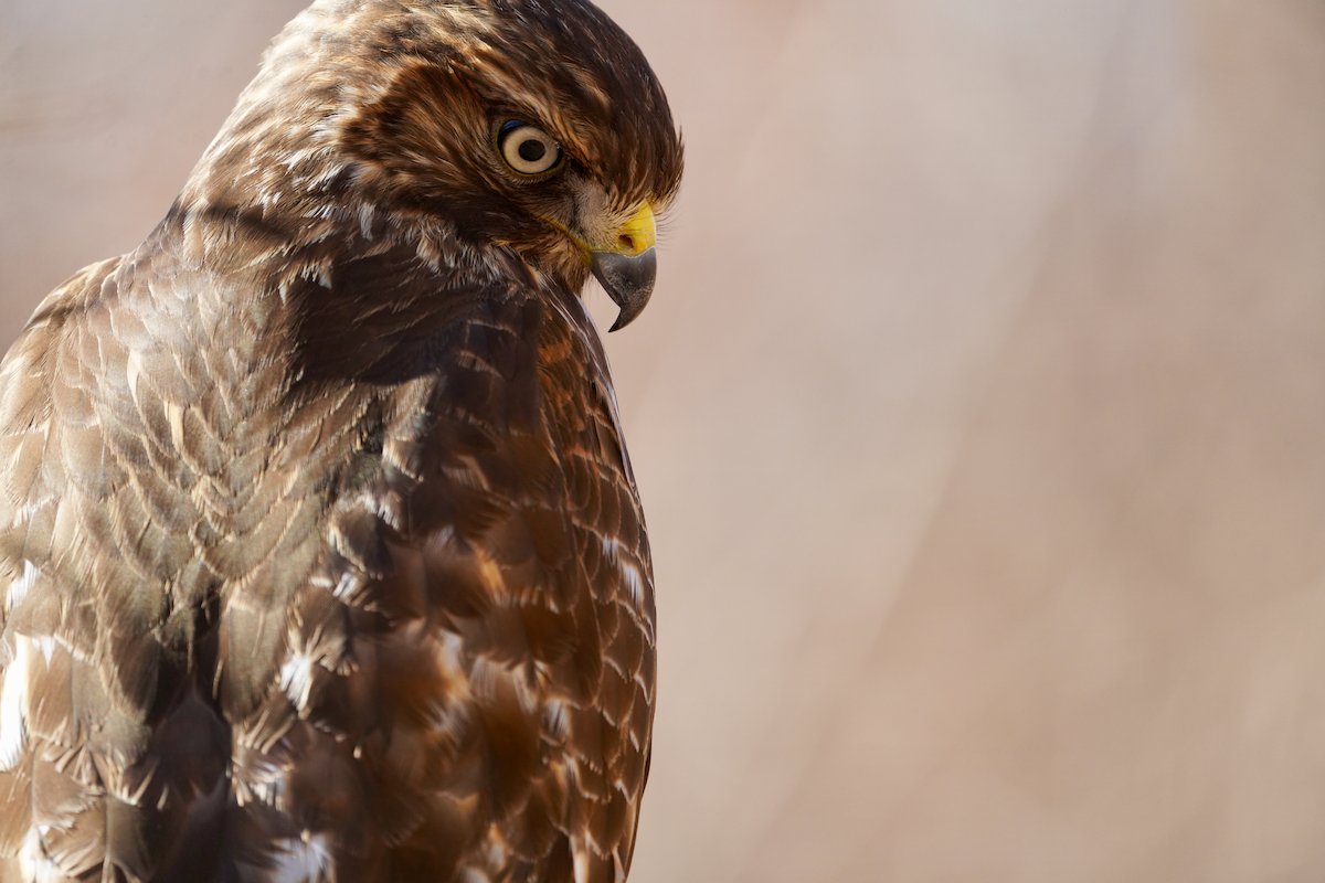 Red-shouldered Hawk - Aaron T