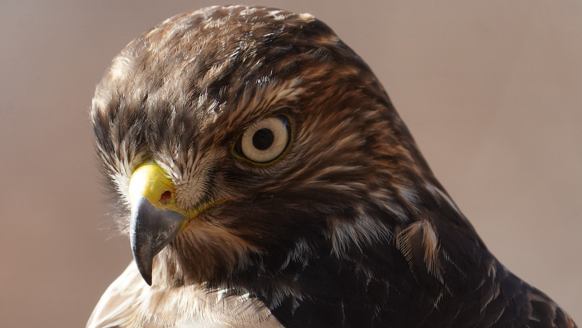 Red-shouldered Hawk - ML612601500