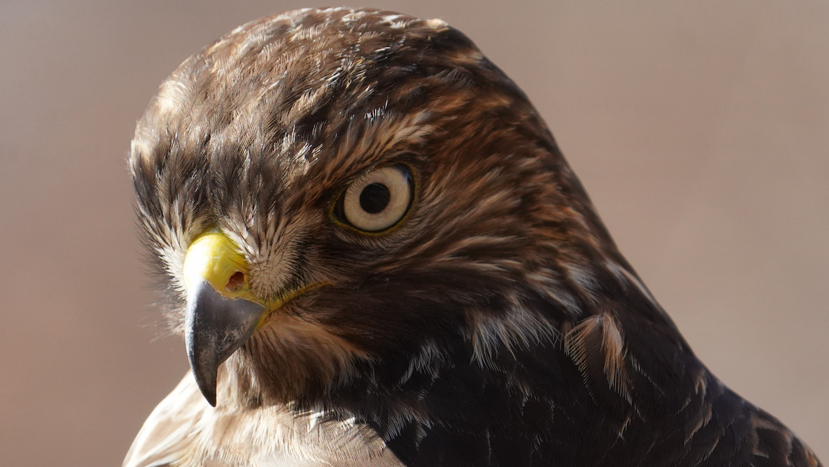 Red-shouldered Hawk - Aaron T