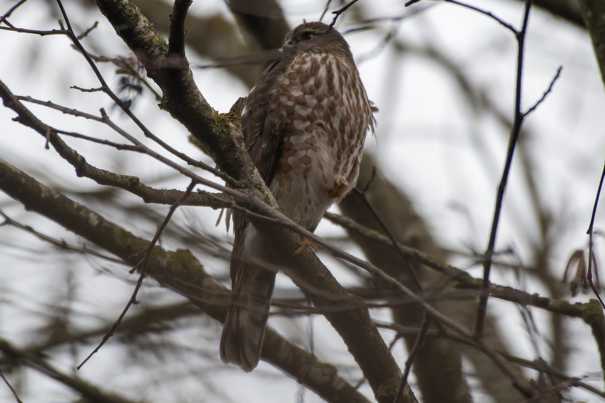 Sharp-shinned Hawk - ML612601508