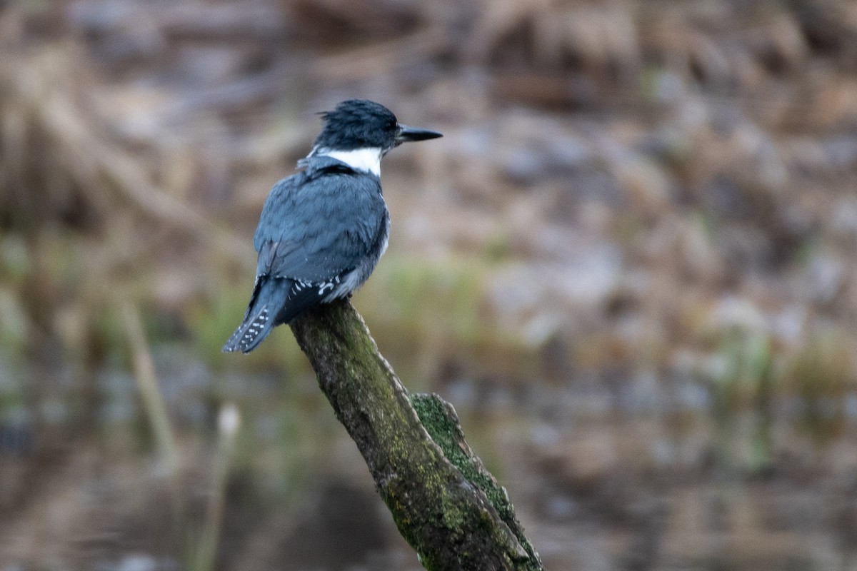 Belted Kingfisher - ML612601515