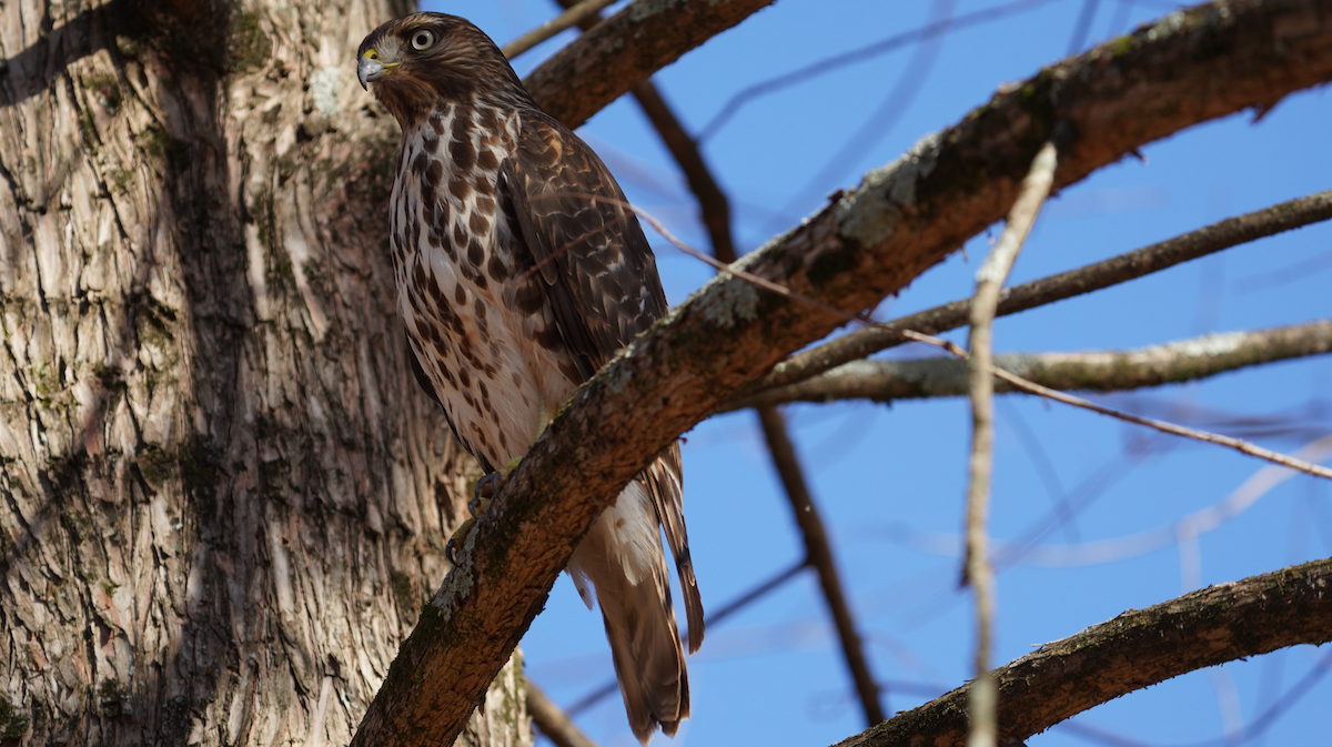 Red-shouldered Hawk - ML612601545