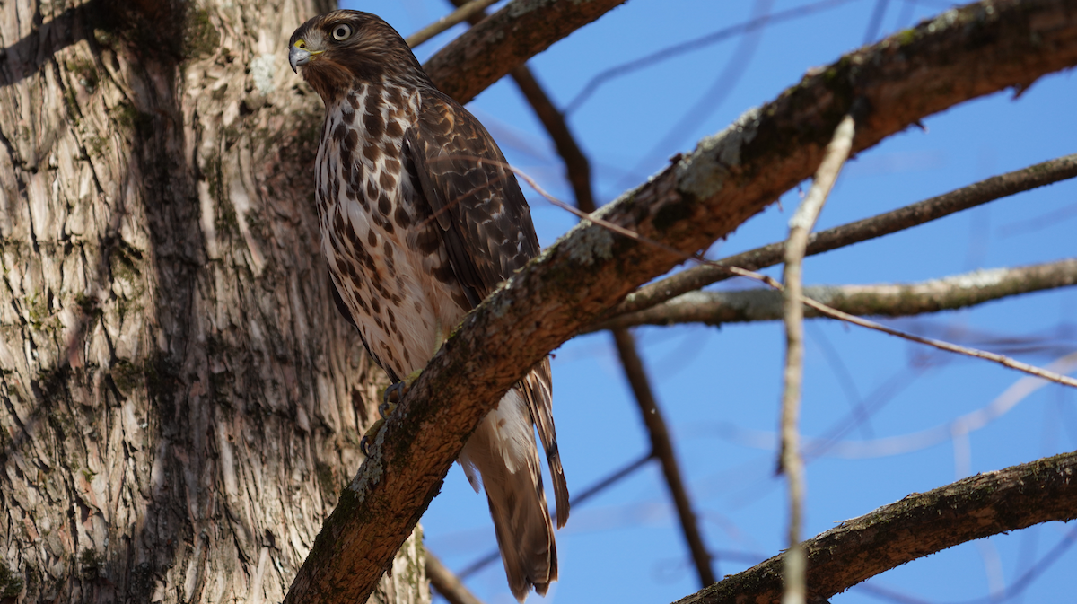 Red-shouldered Hawk - Aaron T