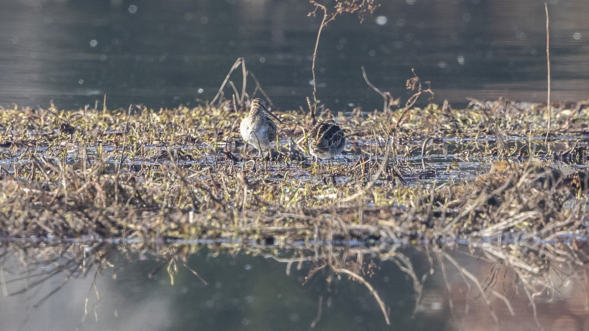 Wilson's Snipe - ML612601579