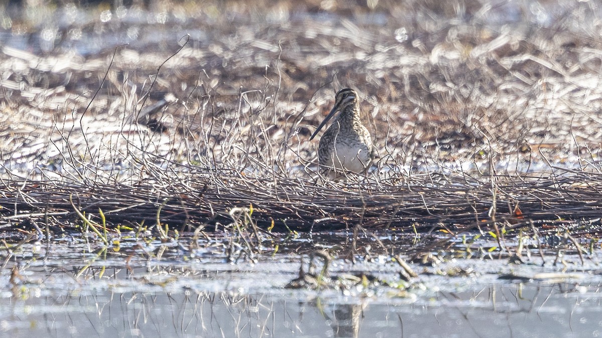 Wilson's Snipe - ML612601580