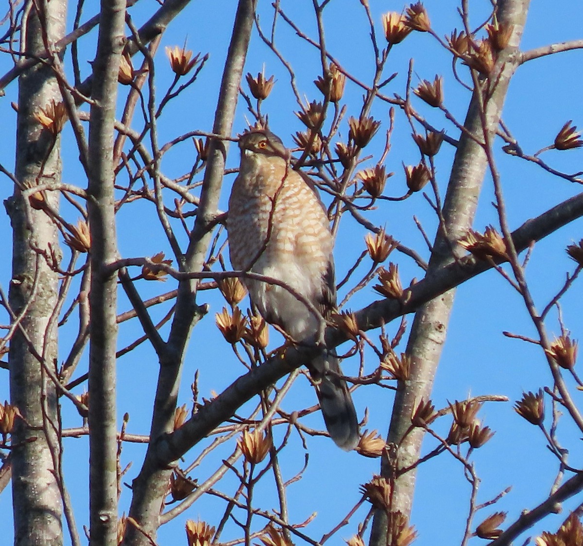 Cooper's Hawk - ML612601651