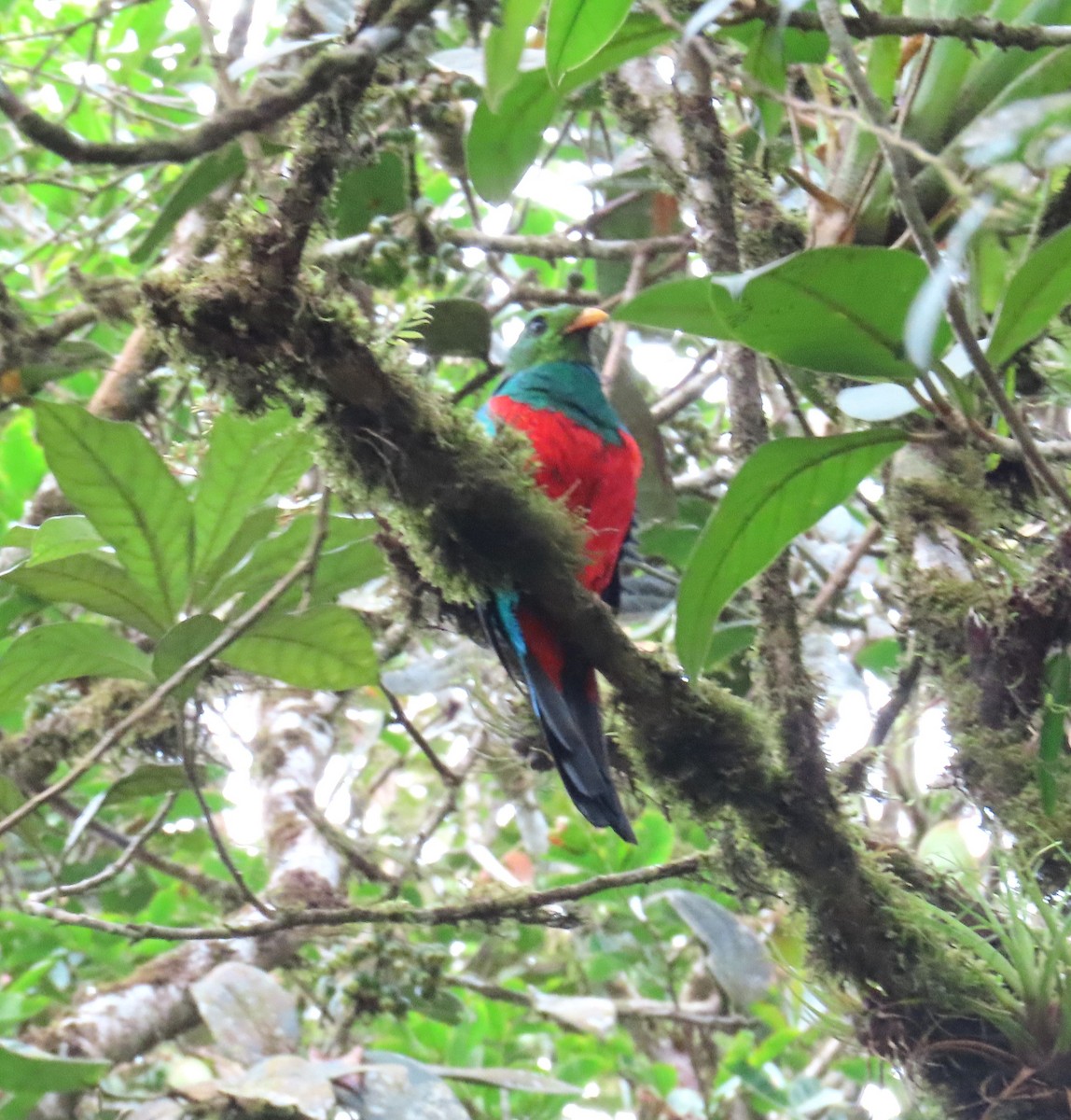 Quetzal Cabecidorado - ML612601657