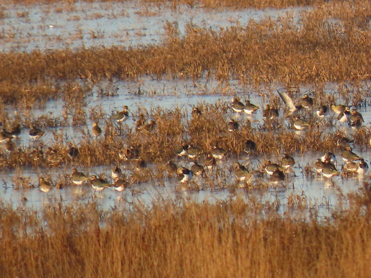 Northern Lapwing - ML612601666