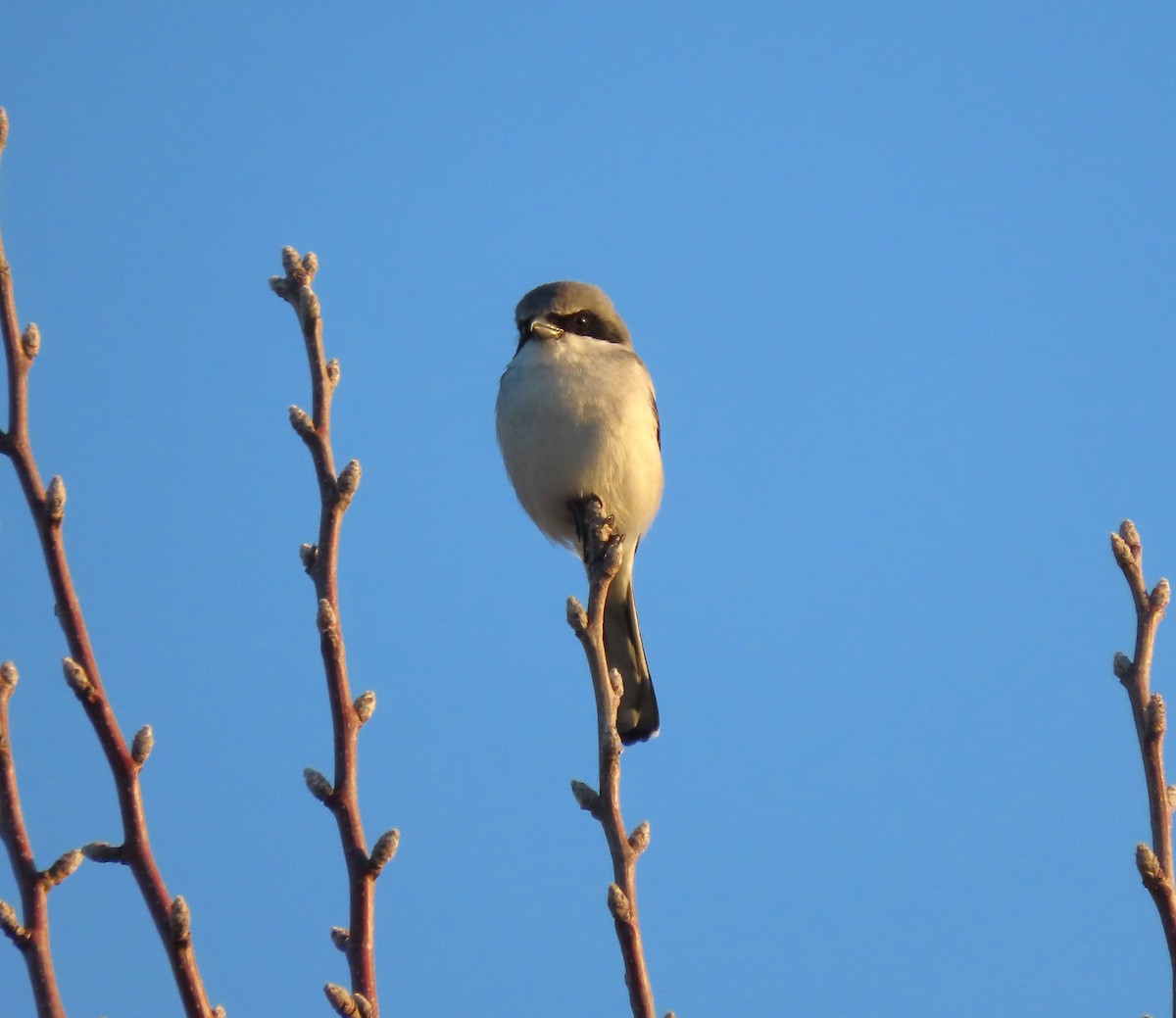 Loggerhead Shrike - ML612601673