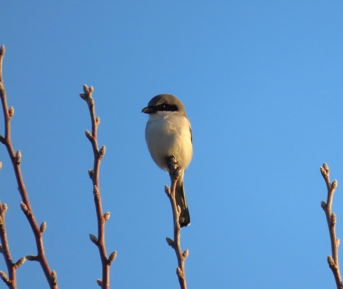 Loggerhead Shrike - Lori Arent