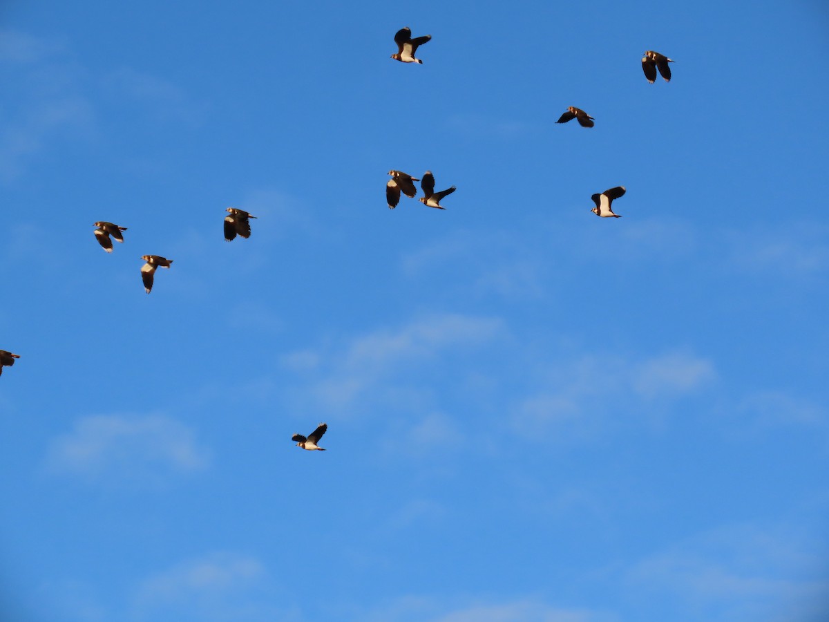 Northern Lapwing - ML612601677