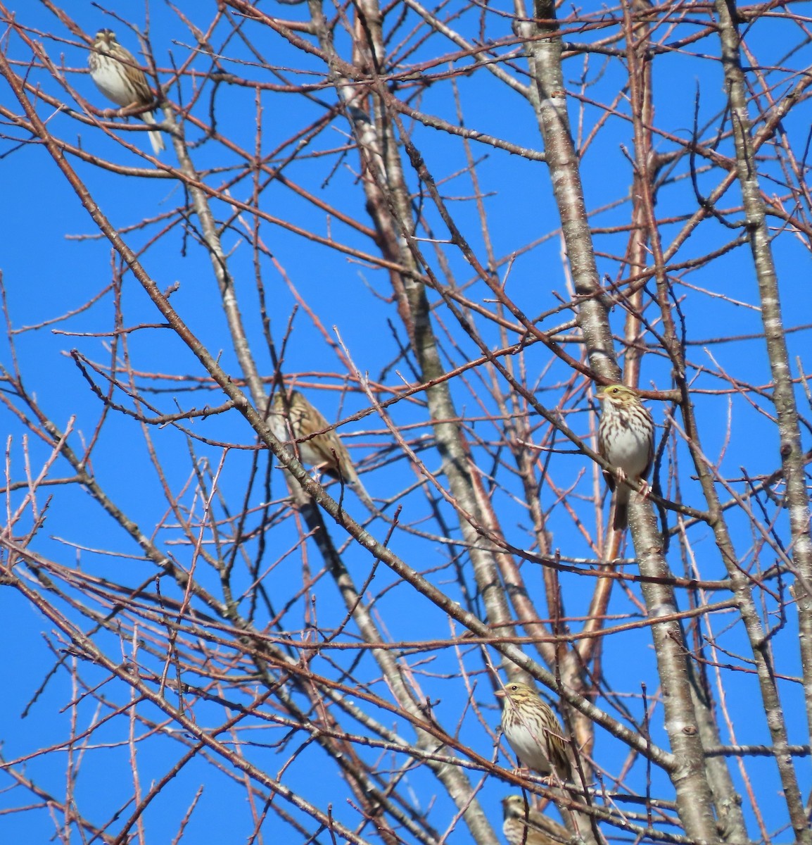 Savannah Sparrow - ML612601690