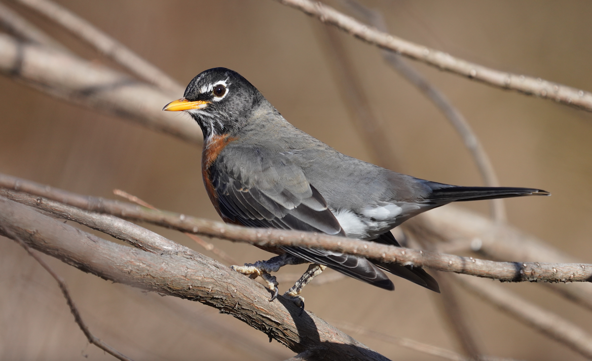 American Robin - ML612601710