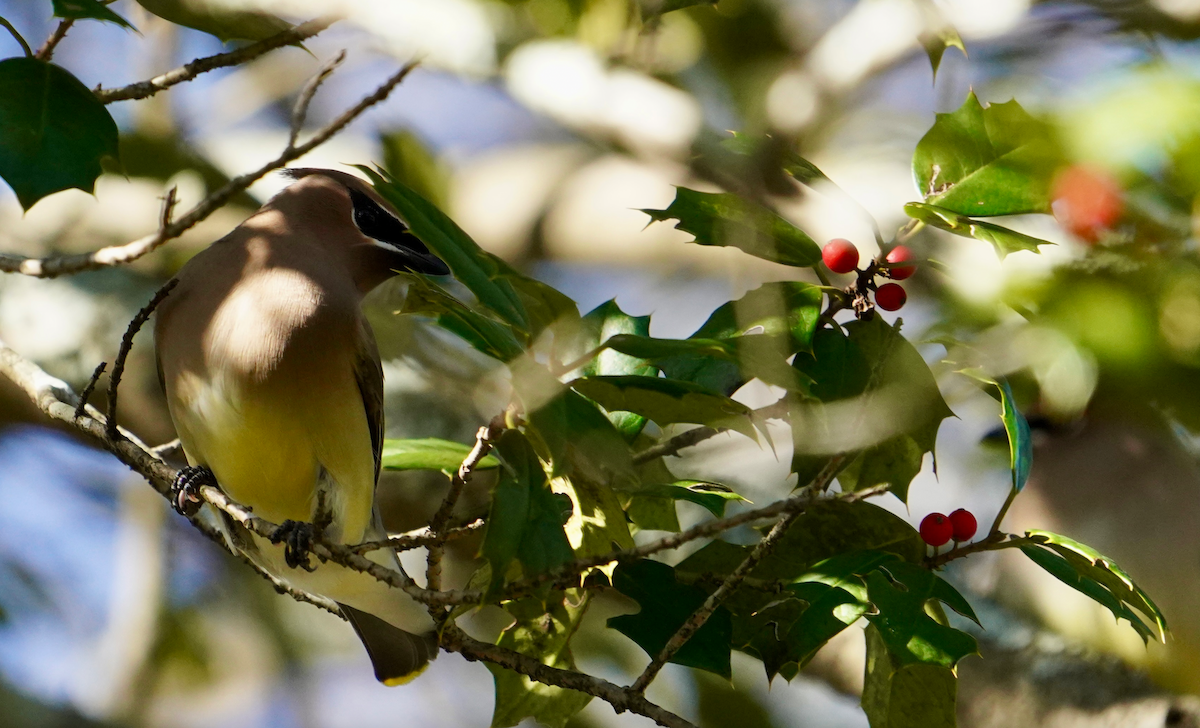 Cedar Waxwing - ML612601745