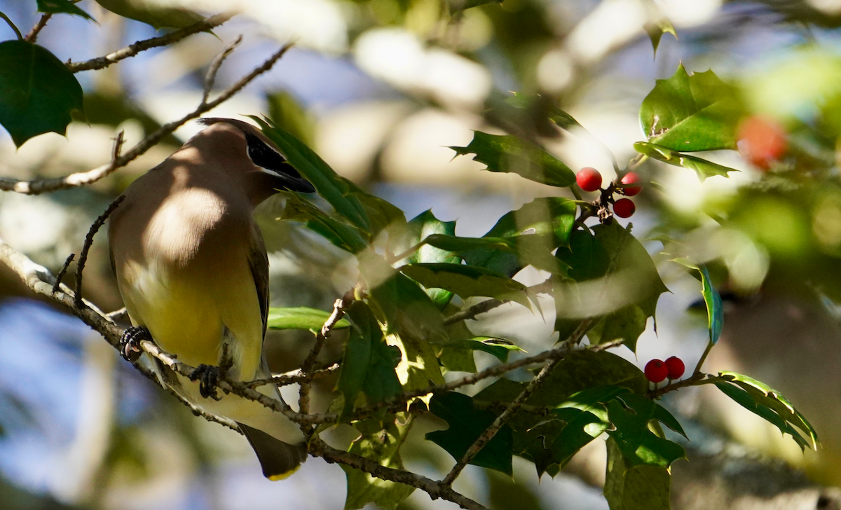 Cedar Waxwing - Aaron T